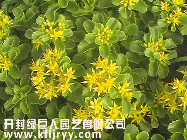 立體花壇常用植物--德國景天