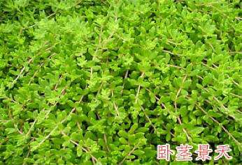 立體花壇常用植物--臥莖景天