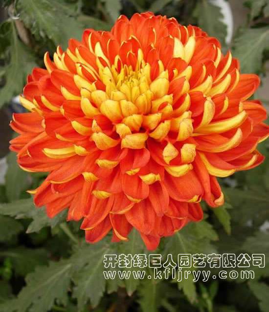 品種菊--麗金