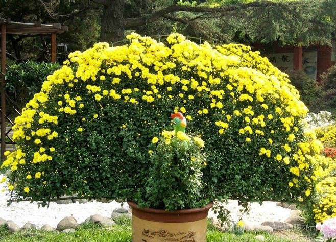 菊花造型--孔雀開(kāi)屏